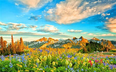 Flowers in Spring Mountains and Backgrounds HD wallpaper | Pxfuel