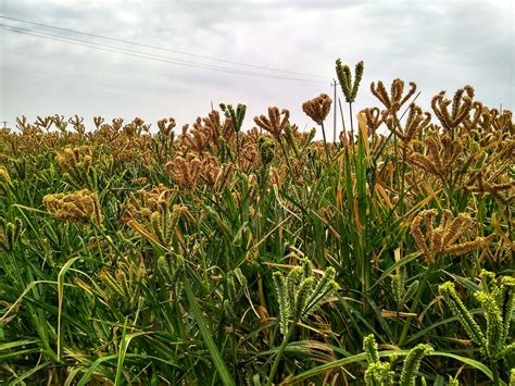 Finger millet field - PixaHive