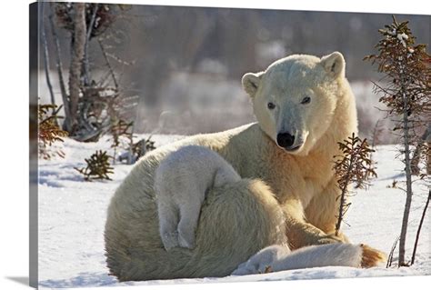 Mother Polar Bear Playing With Her Cub In The Snow, Manitoba, Canada ...