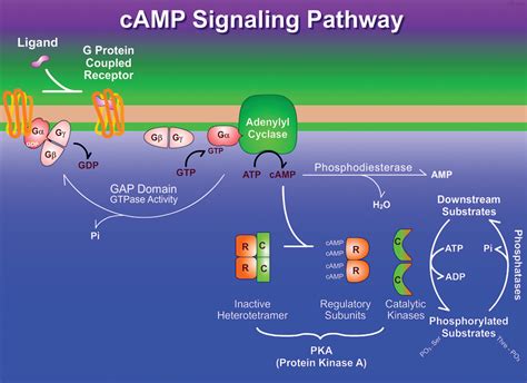 G-protein coupled receptor (GPCR): β -adrenergic signalling pathway - Biochemistry