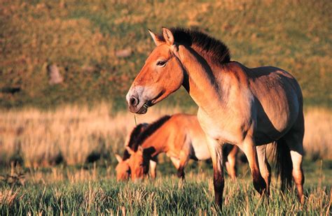 Przewalski's horses | Cheval de przewalski, Cheval, Homme préhistorique