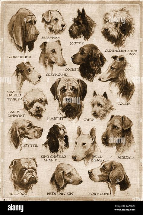 Vintage poster dog breeds varieties dogs hi-res stock photography and images - Alamy