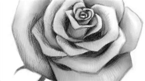 How to Draw an Open Rose - YouTube