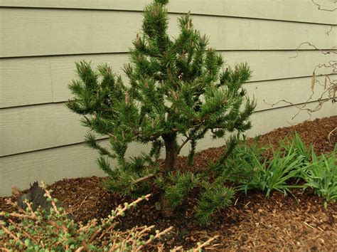 Landscaping Dwarf Pine - Landscaping TipsLandscaping Tips