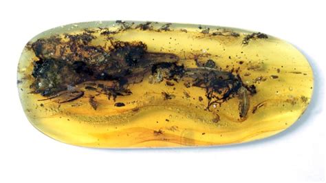 Trapped In Amber, A Bizarre Fossil That Had Scientists Fooled - Until ...