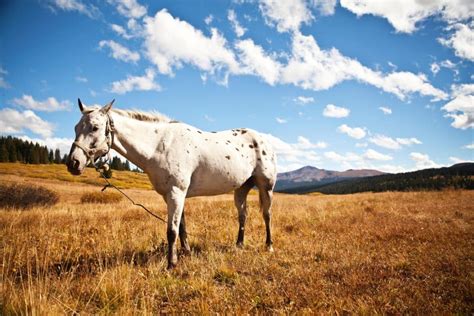 White Horse Symbolism & Meanings (Purity & Heroism)