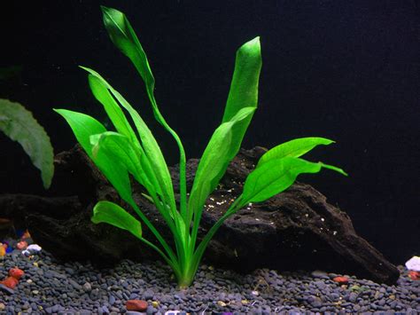 25+ Stems / 6 Species Live Aquarium Plants Package - Anacharis, Amazon and More!- Buy Online in ...