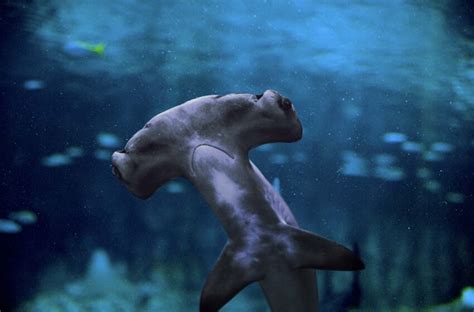 The National Aquarium will house the largest collection of sharks and rays in the Middle East ...