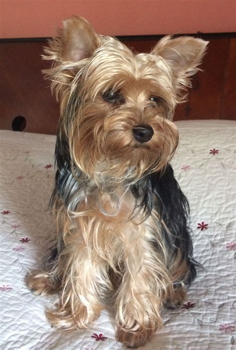 #yorkshireterrier | Yorkshire terrier, Yorkie dogs, Yorkshire terrier dog