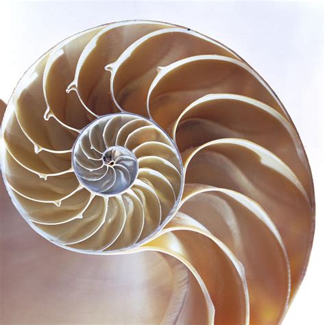 Nautilus Shell Photograph by Lawrence Lawry