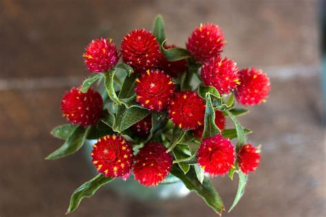 GOMPHRENA - STRAWBERRY FIELDS | Strawberry plants, Growing strawberries ...