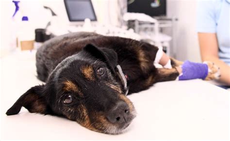 3 Must-reads on veterinary surgery