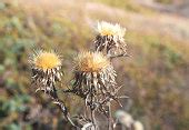Free picture: dry, herb, seed, sharp, summer, wildflower, dandelion, weed, nature, plant