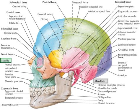 Maxilla bone, maxilla anatomy & maxilla function