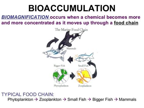 06 bioaccumulation