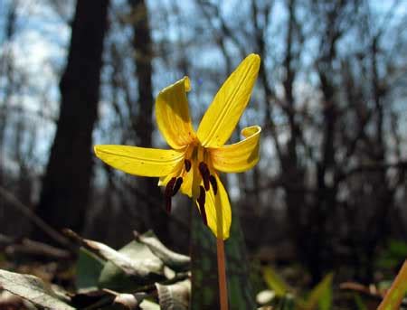 Wild Edible Plants - Trout Lily