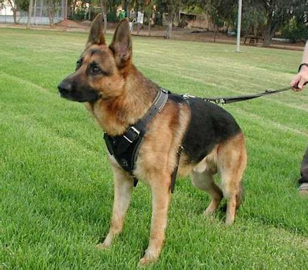 German Shepherd Supplies: German Shepherd Dog Body Harness for walking ...