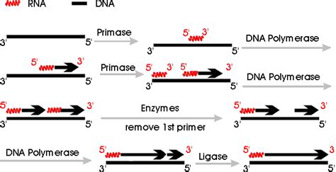 3 5 Exonuclease Activity Mechanism - LondonropWells