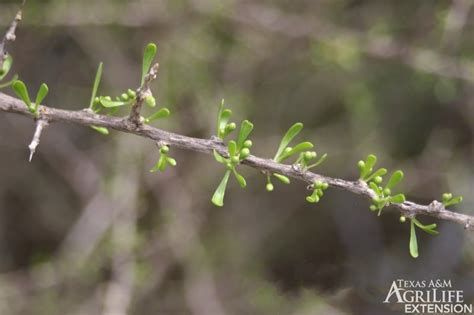 Plants of Texas Rangelands » Wolfberry