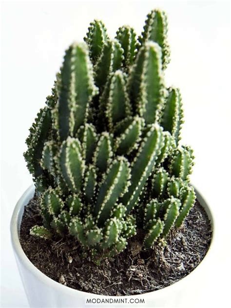 Fairy Castle Cactus Care Guide (Acanthocereus tetragonus)