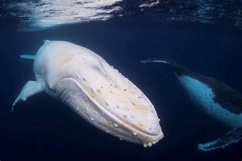 Une rare baleine à bosse blanche a été repérée au large des côtes de l’Australie - ipnoze