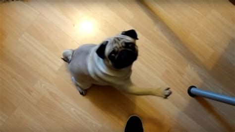 YouTuber Count Dankula Convicted of Hate Crime for Video of Pug Making a 'Nazi Salute'