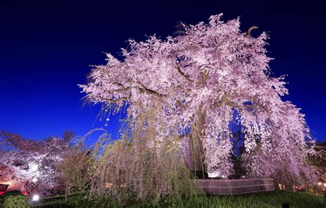 Kyoto's 5 Best Cherry Blossom Views | All About Japan