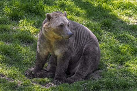 Pizzy or grolar bears are a hybrid species from polar and grizzly bears | SYFY WIRE