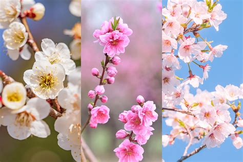 写真でわかる! 梅、桃、桜の花の見分け方｜ZEKKEI Japan