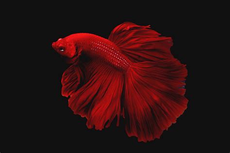 Beautiful super red half moon tail betta fish or fighting fish moving moment isolated on black ...