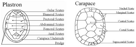 Tortoise Shell Anatomy