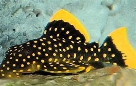 Gold Nugget Pleco L18 - Plecos - Baryancistrus sp | Tank Facts