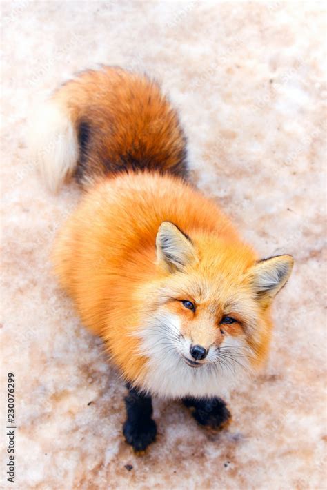 Cute Red Fox