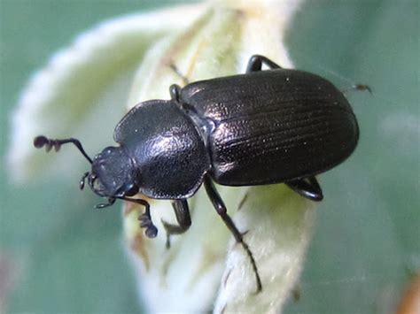 Common Black Ground Beetle | Project Noah