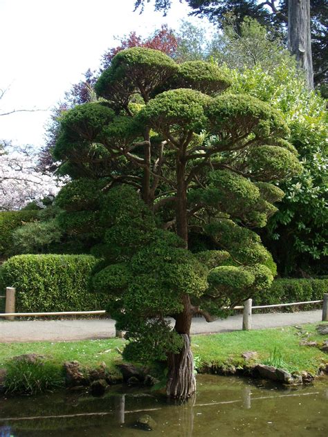 Japanese Tea Garden - San Francisco Photo (962049) - Fanpop