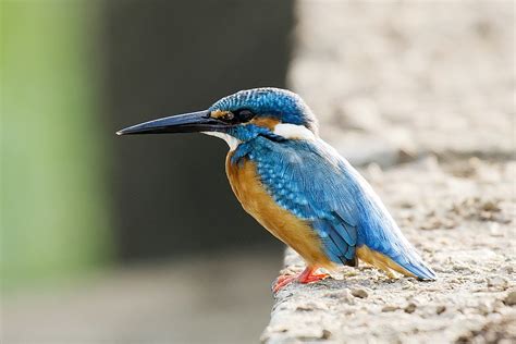 River kingfisher - Wikipedia