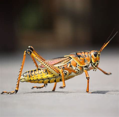 Picture of a colorful grasshopper | Bugs and insects, Grasshopper, Animals