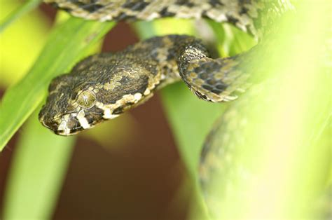 Kanburi pit viper (Trimeresurus kanburiensis)