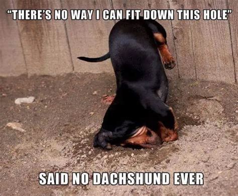 38 Best Dachshund Memes of All Time – Page 2 – The Paws