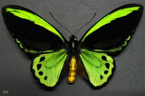 Brisbanes Big Butterfly Count - A threatened species - The Richmond Birdwing butterfly