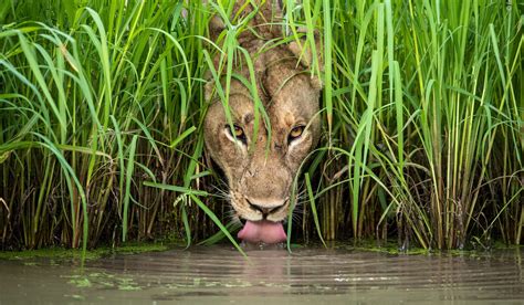 Wildlife photographer of the year, les plus belles photos du monde ...