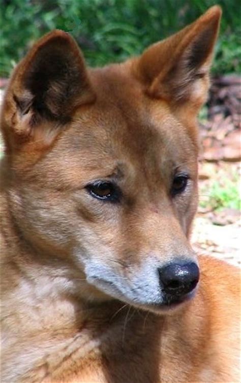 Dingo Facts - Animal Facts Encyclopedia