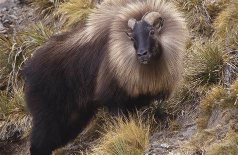 Tahr (thar): Pests and threats