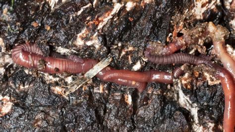 Why Do Worms Surface After Rain? | Mental Floss