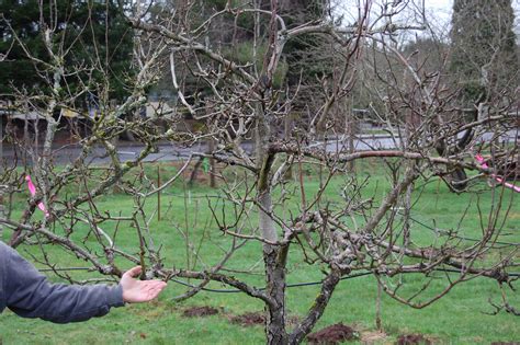 Pear and Apple Tree Pruning – On The Banks of Salt Creek