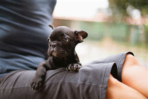 "Black French Bulldog Puppy Dog On Woman's Legs In Garden Looks Away With Cute Eye" by Stocksy ...