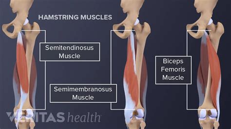 Hamstring Tendon