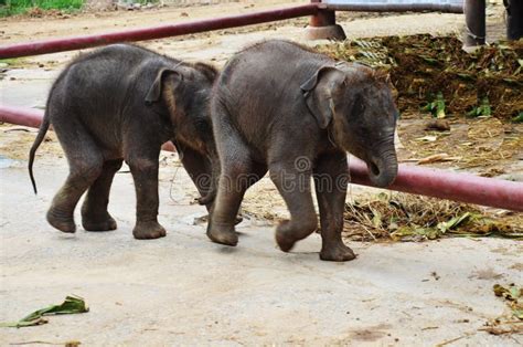 Thai Elephants at Ayutthaya Elephant Camp Thailand Stock Image - Image of mammal, phraya: 37644031