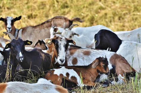 Goat Farming for Dummies, Basics, Ideas and Tips | Agri Farming