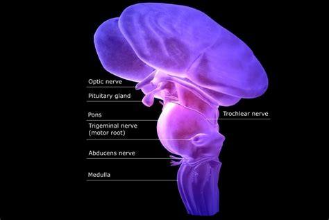 The Function and Location of the Brainstem